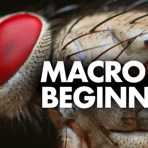 Macro Photography for Beginners – Complete Tutorial
